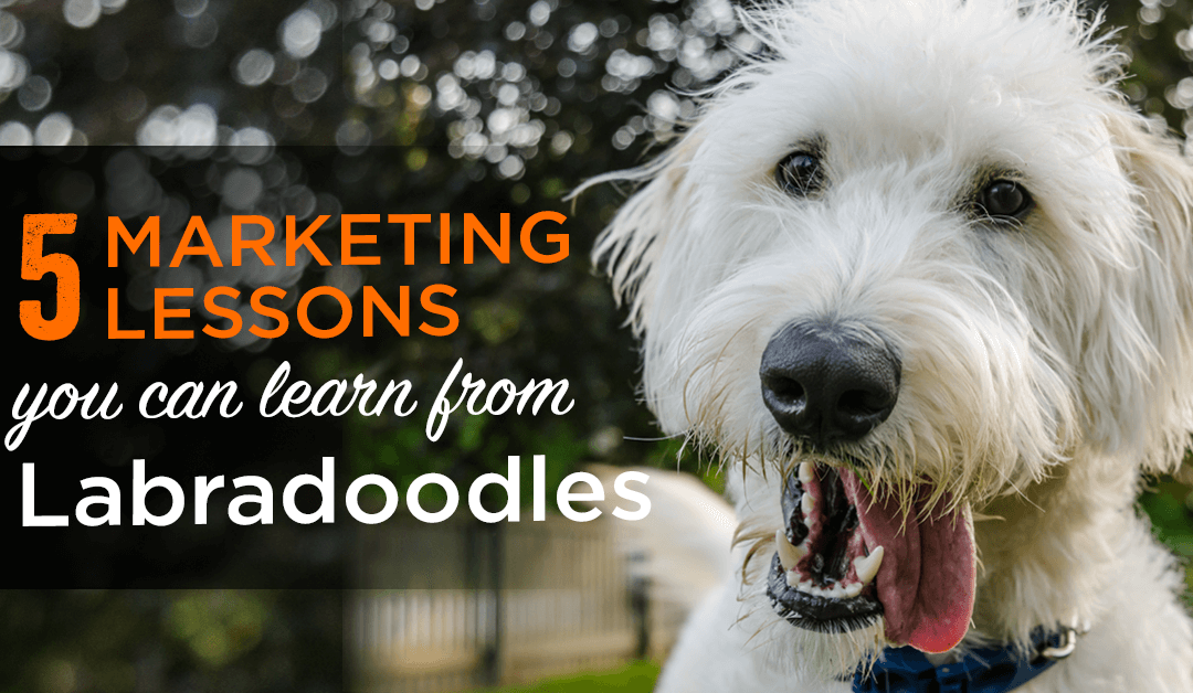 5 Reasons your Marketing Should be a Like a Labradoodle